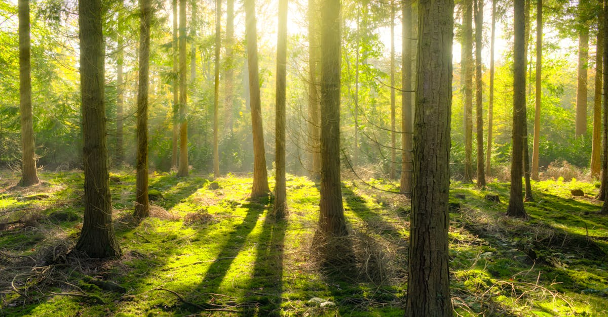Beautiful sunbeams illuminate a tranquil forest scene with lush moss and tall trees.
